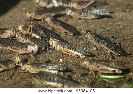 Desert locust (Schistocerca gregaria). Wildlife animals. 