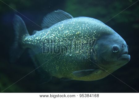 Piranha (Pygocentrus piraya), also known as the man-eating piranha. Wildlife animal. 