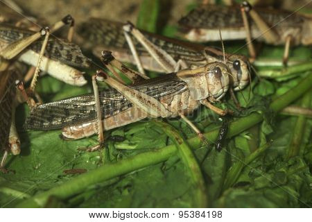 Desert locust (Schistocerca gregaria). Wildlife animals. 