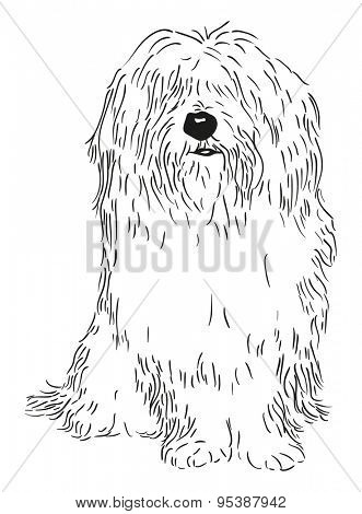 vector - rare dog - Coton de Tulear - isolated on background