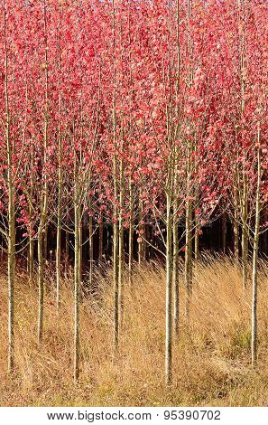Dogwoods