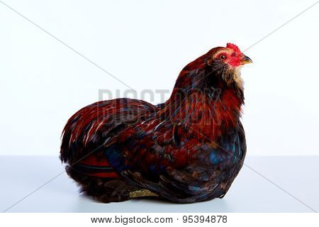 Male Rooster Araucana Easter egger breed in white background