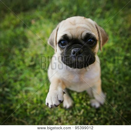 a cute chihuahua pug mix puppy (chug) looking at the camera with with grass in his mouth in a backyard during summer (SHALLOW DOF) toned with a retro vintage instagram filter app or action effect