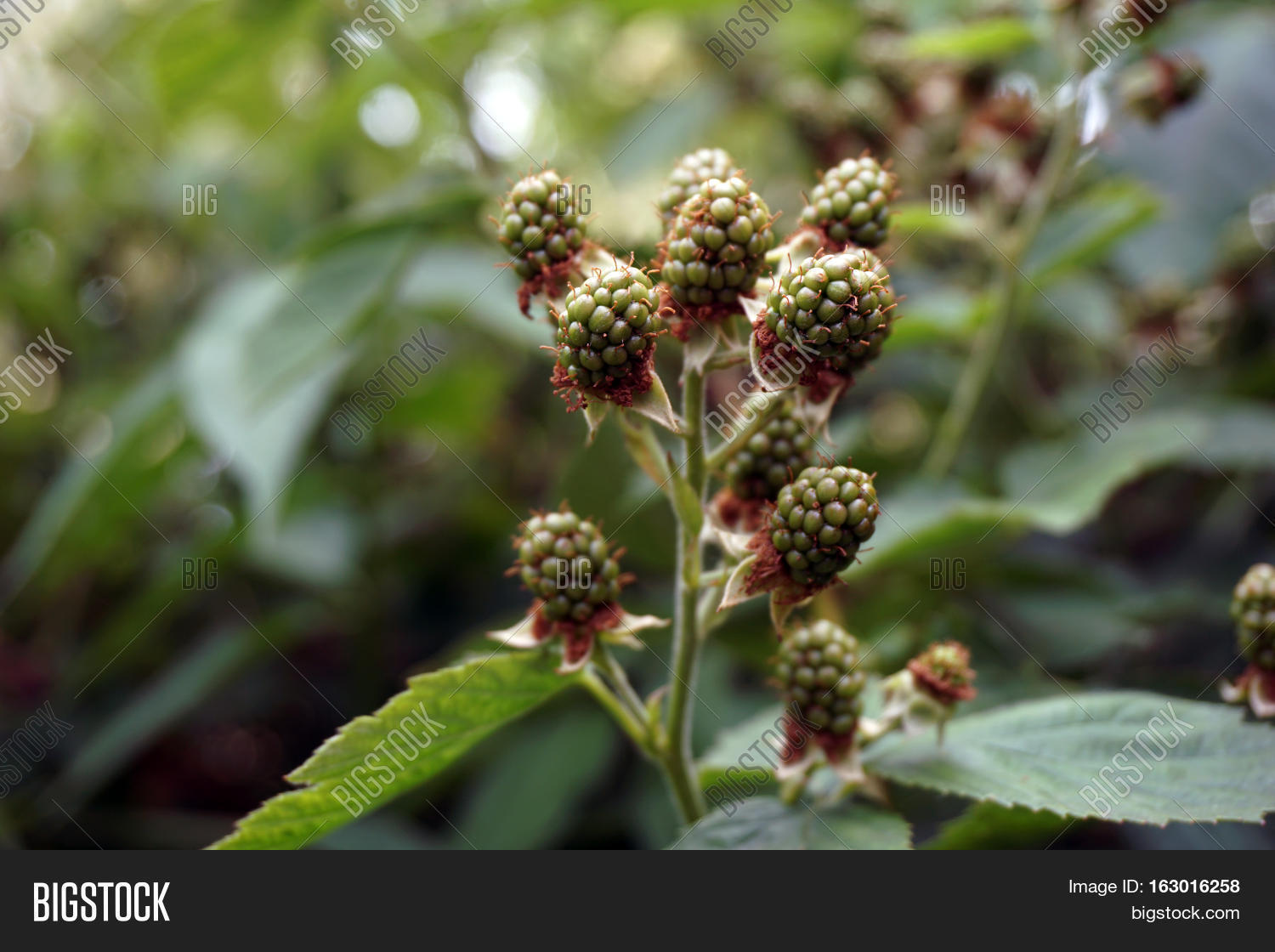 Blackberries Ripen On Image & Photo (Free Trial) Bigstock