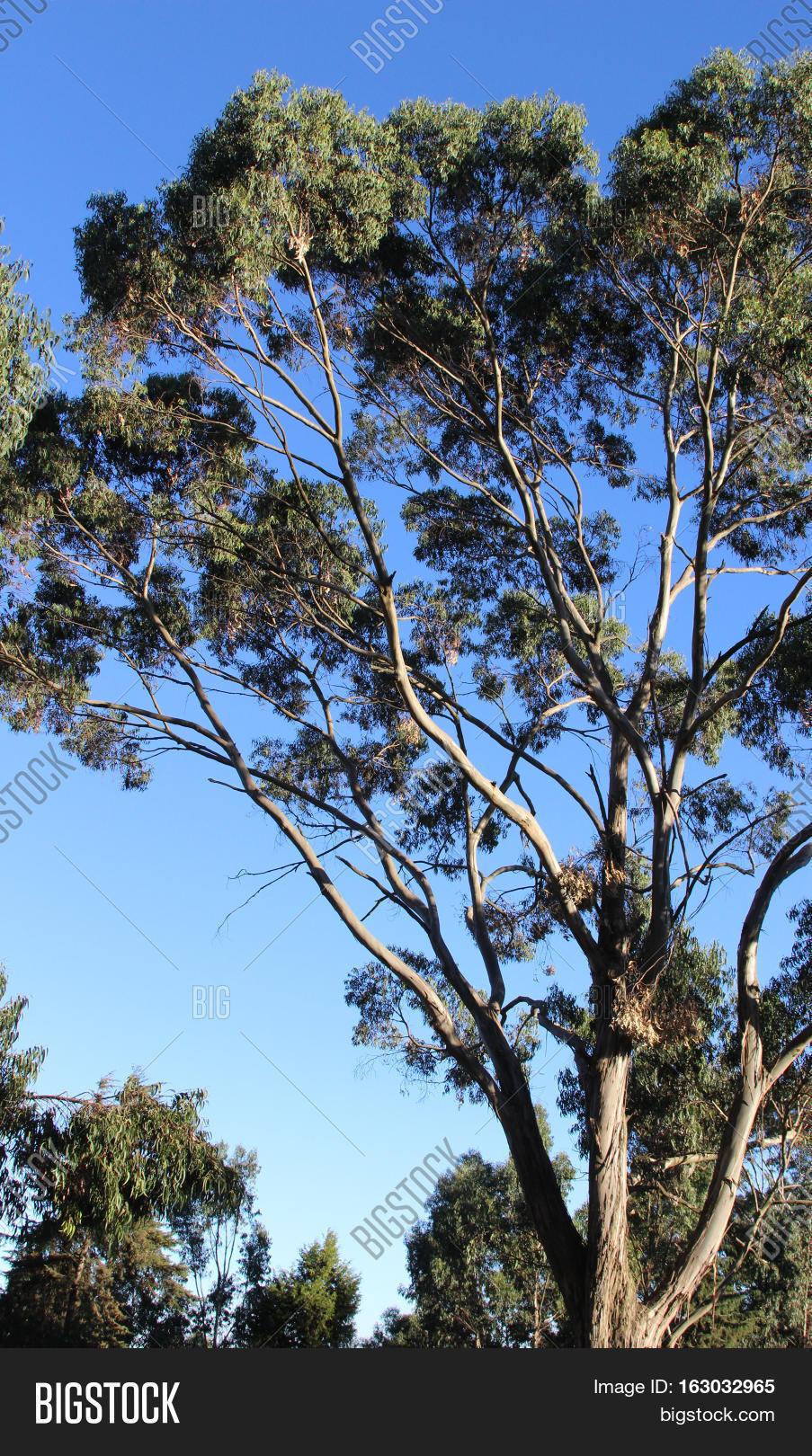 Tall Eucalyptus Tree Image & Photo (Free Trial) Bigstock
