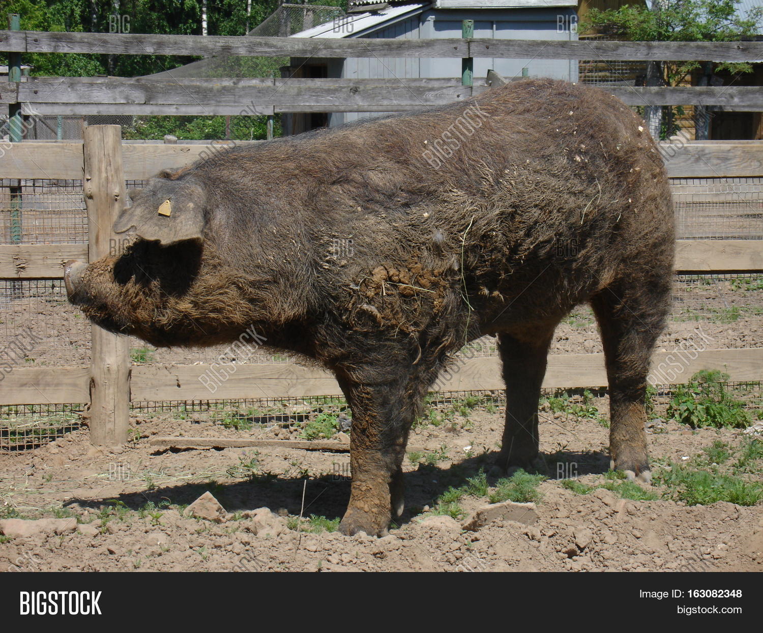 Big Dirty Pig Hog On Image & Photo (Free Trial) | Bigstock