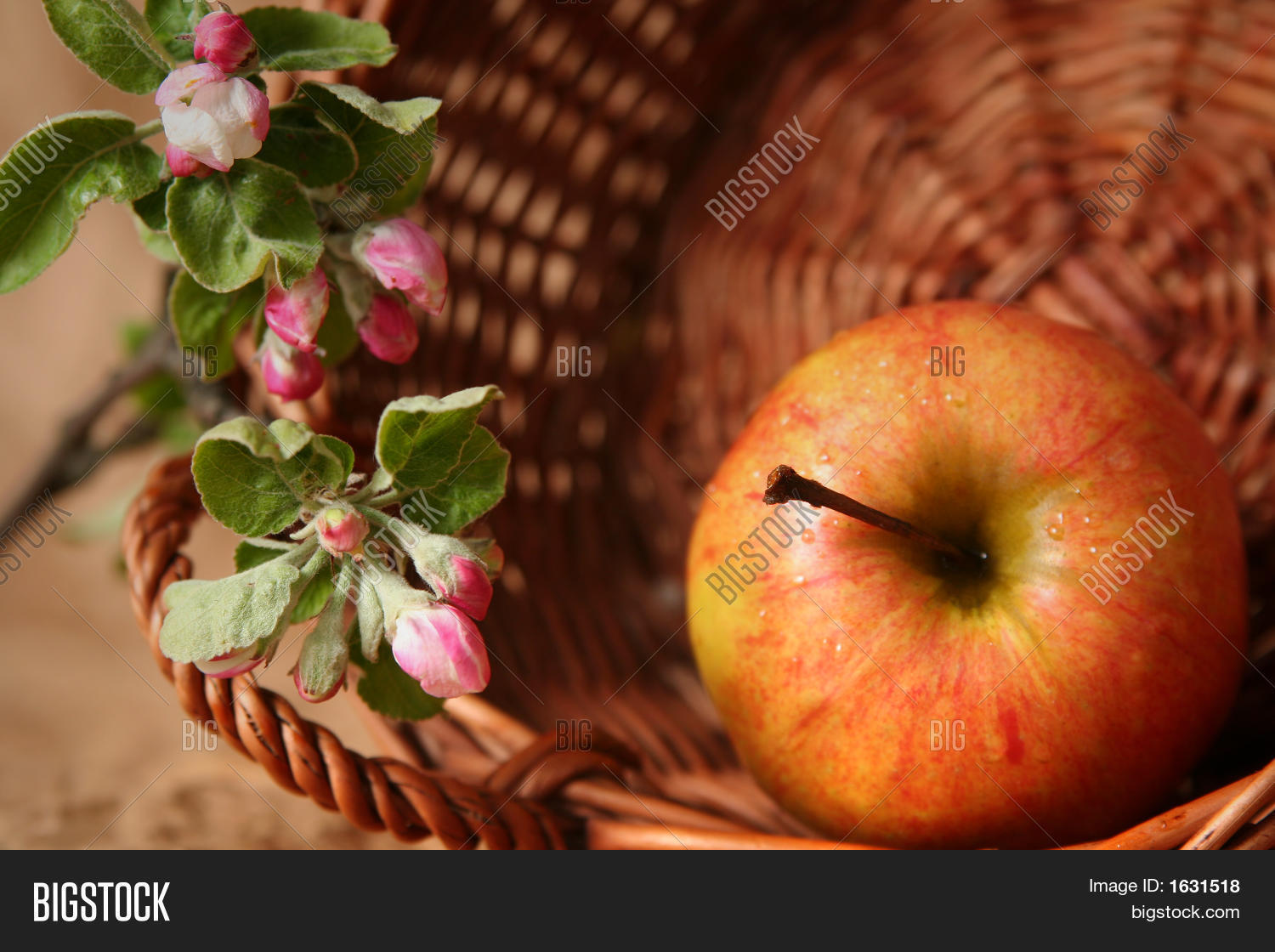 Apples Flowers Image & Photo (Free Trial) Bigstock