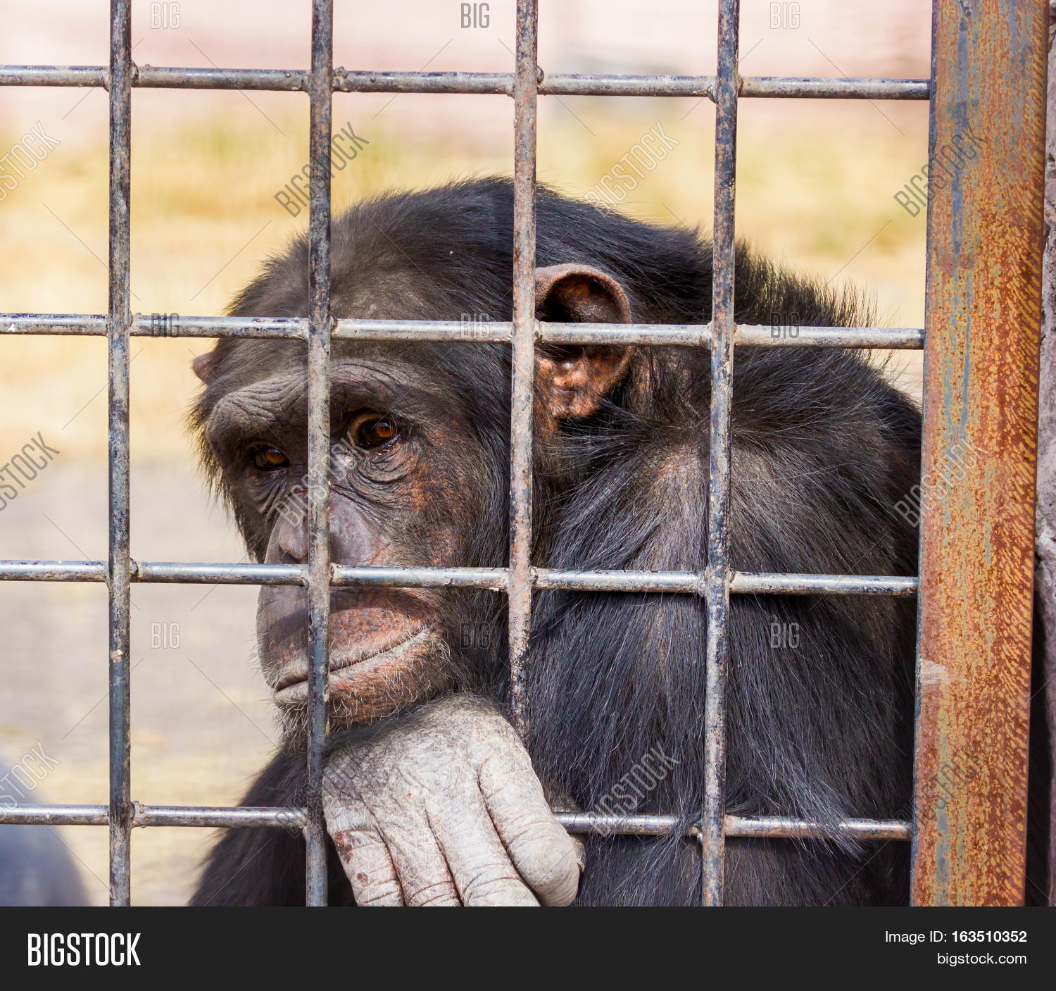Chimpanzee Behind Bars Image & Photo (Free Trial) | Bigstock