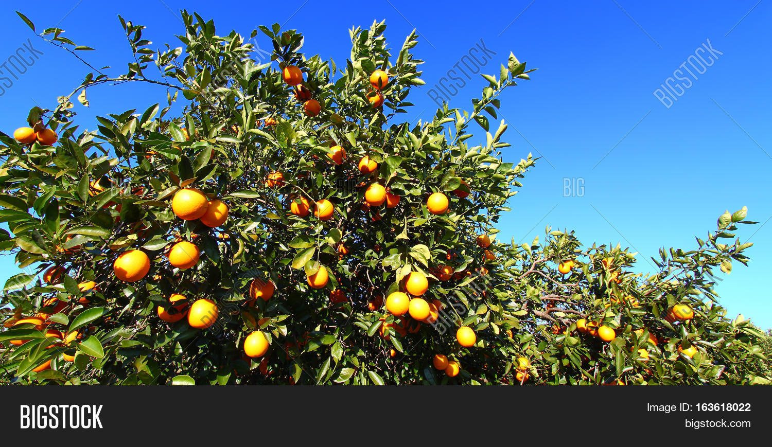Orange Trees Central Image & Photo (Free Trial) Bigstock