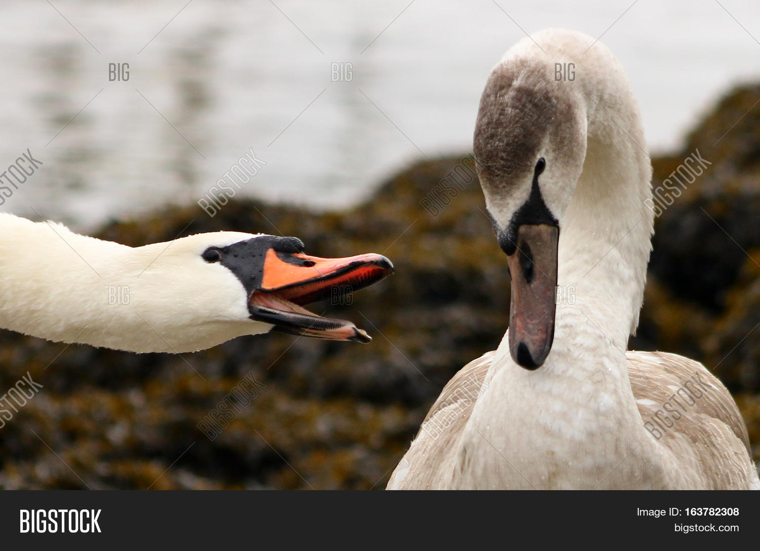 Adult Mute Swan Image & Photo (Free Trial) Bigstock