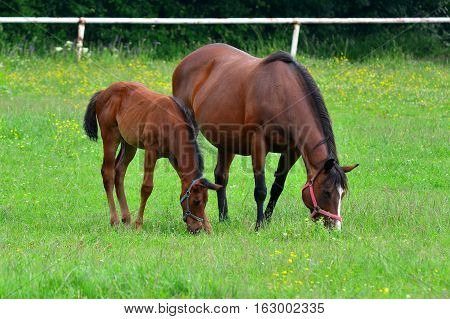 nearness,neautiful purebred horses here in Czech republic