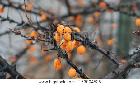 Sea Buckthorn Berries And Sea Buckthorn Fruit, Close-up Photo Of The Fruit Of Sea Buckthorn
