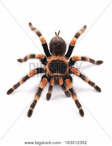 Tarantula spider female (Brachypelma smithi), on a white background