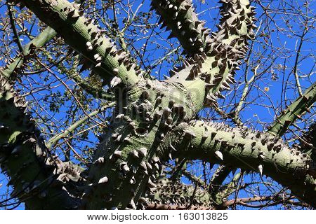 The trunk and large branches covered with cotton tree is very large, prickly thorns.