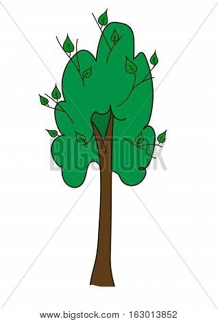 Tall tree with a brown long barrel and  broad round upper branches with young green shoots, leaves on a white background.
