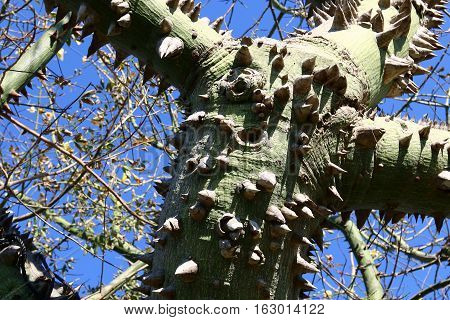 The trunk and large branches covered with cotton tree is very large, prickly thorns.