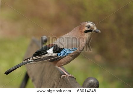 Eurasian Jay (Garrulus glandarius), bird on a park bench