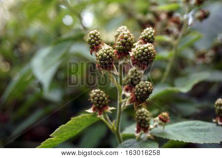 Blackberries ripen on thornless blackberry plants in a garden in Joliet, Illinois during June.