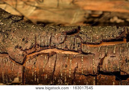 Natural wooden background. Brown wooden bark. Timber.