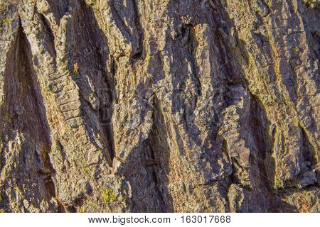 tree trunk with lichens growing on the north side