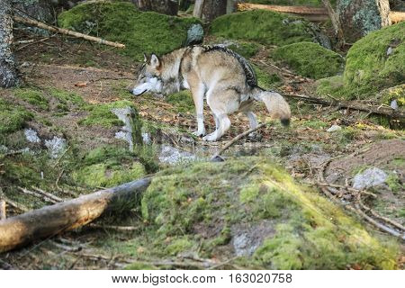 European wolf Europaeischer Wolf Canis lupus wolf CZECH REPUBLIC. European wolf in the wild in the forests of Sumava