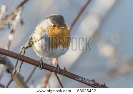 Robin Redbreast (erithacus Rubecula)