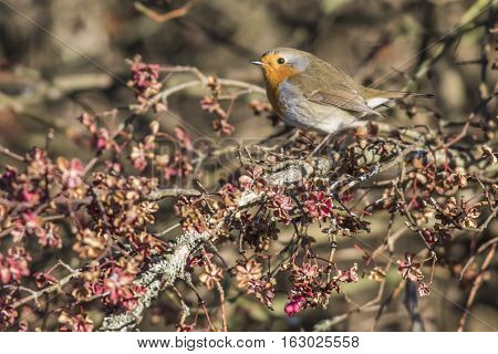 Robin Redbreast (erithacus Rubecula)