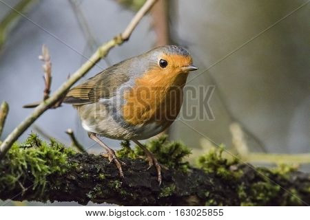Robin Redbreast (erithacus Rubecula)