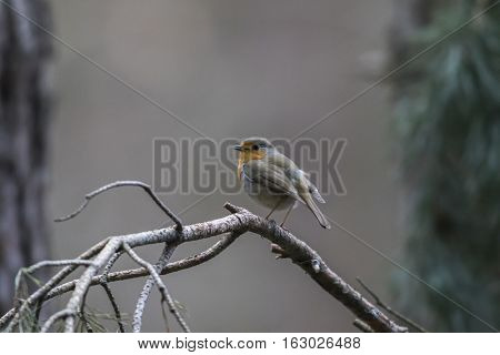 Robin Redbreast (erithacus Rubecula)