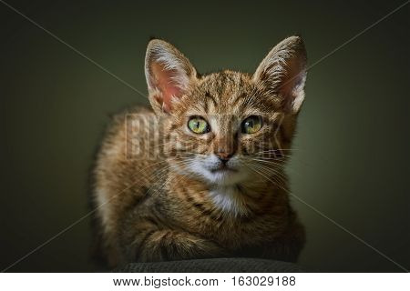 Portraite of Little Outbred Kitten over Dark Background