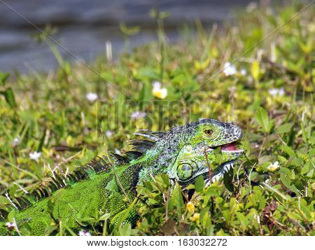 Young Green Iguana eating weeds in grass