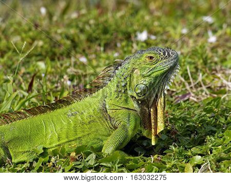 Alert baby Green Iguana in grass with neck dewlap hanging down