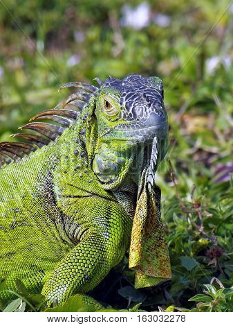 Close up of Green Iguana with head turned making eye contact having a staring contest. Neck dewlap is hanging down