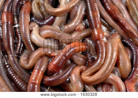 Worms5