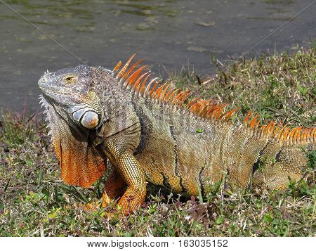 Male Green Iguana displaying bright orange dewlap and breeding colors by lake
