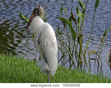 Close up of a Woodstork in profile standing on green grass by a lake in South Florida