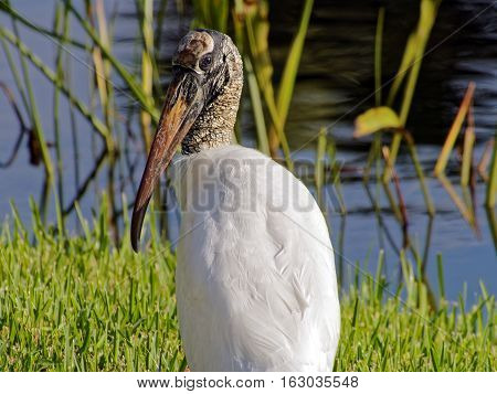 Woodstork sitting on green grass by a South Florida lake. Profile view head slightly turned.