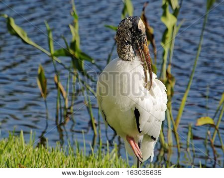 Woodstork standing on one foot preening its plumage by South Florida lake