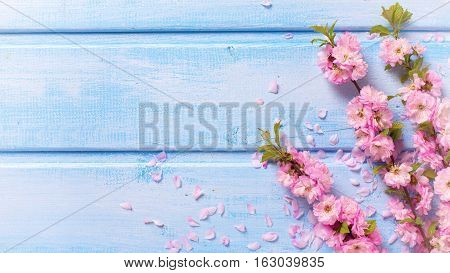 Background with pink sakura flowers on blue wooden planks. Selective focus. Place for text. Flatt lay.Top view. Toned image.