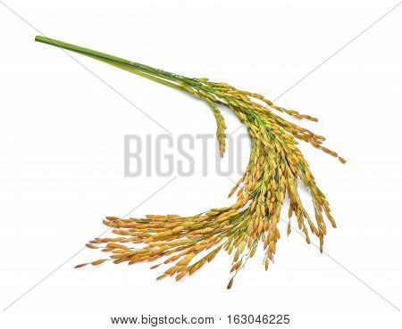 Ears of Thai Jasmine rice isolated on white background