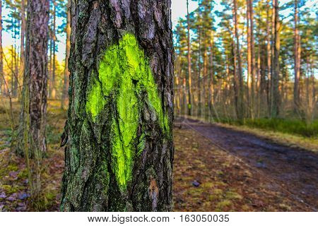 Tree with a green arrow in a wood