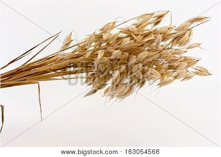 bunch of ears of oats on a white background