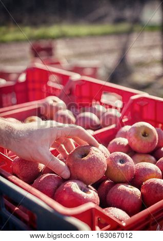 Worker Picking Italian Typical Apples