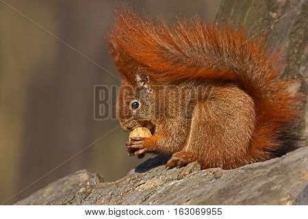 Red squirrel (Sciurus vulgaris), eating walnuts on a tree trunk