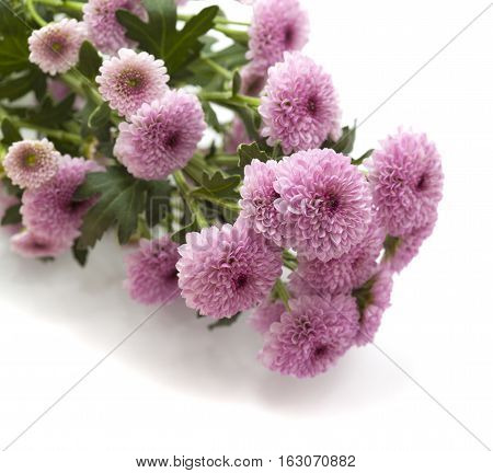Pink Spray Chrysanthemum With Darker Centers