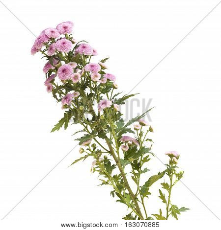 Pink Spray Chrysanthemum With Darker Centers