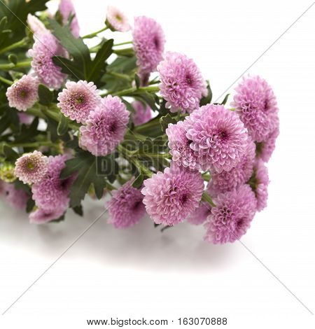 Pink Spray Chrysanthemum With Darker Centers