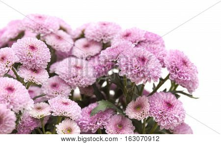 Pink Spray Chrysanthemum With Darker Centers