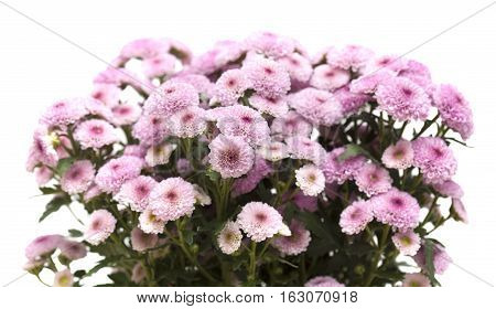 Pink Spray Chrysanthemum With Darker Centers