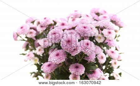 Pink Spray Chrysanthemu With Darker Centers